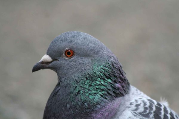 beau pigeon red sfr