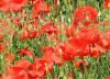 coquelicots3_small.jpg