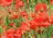 coquelicots3_small.jpg