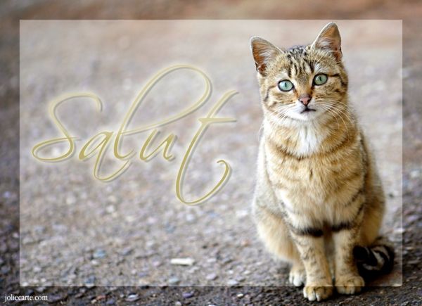 salut-chat.jpg