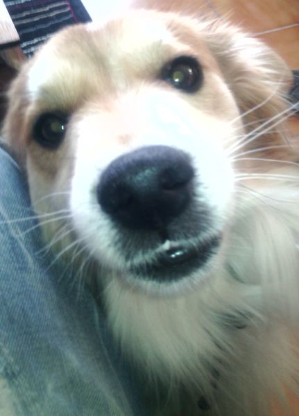 Chien2.jpg