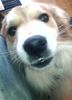 Chien2.jpg