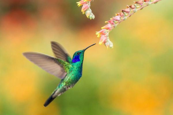 colibri-fleur-71-1578654641.jpg