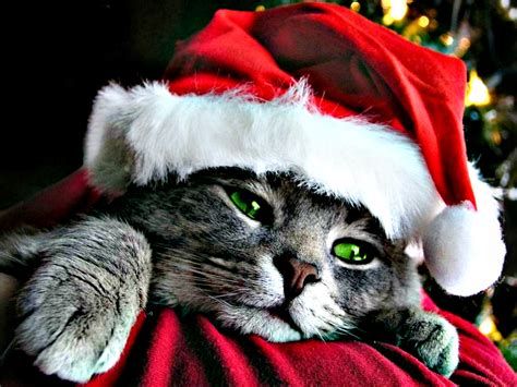 xmascat.jpeg