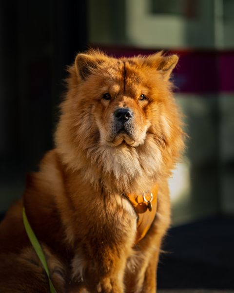 chow chow pas content.jpg