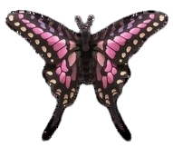 butterflypinkkleinmirror_300x300_-removebg-preview-transformed.png