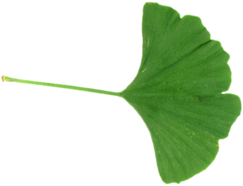 fgingko_large_90.png