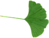 fgingko_large_90.png