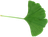 fgingko_large_90.png